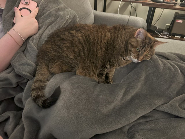 Image of a tabby cat awkwardly laying on someone's lap. She is half standing and doesn't look comfortable.